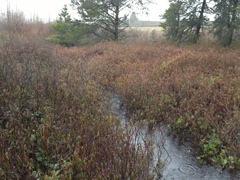 Rhododendron groenlandicum