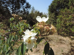 Rosa abyssinica