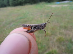 Omocestus haemorrhoidalis