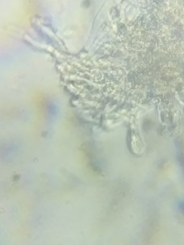 Melanoleuca davisiae image