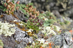 Draba fladnizensis