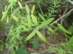 Asparagus volubilis