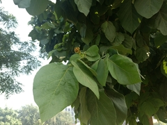 Magnoliopsida
