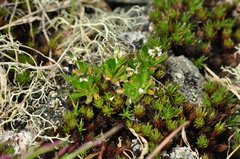 Draba fladnizensis