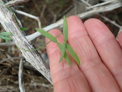 Asparagus volubilis