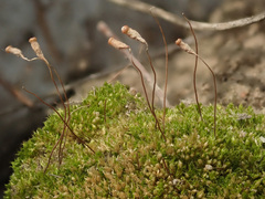Ptychostomum imbricatulum