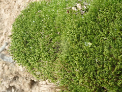 Dicranum montanum