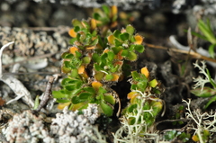 Draba fladnizensis