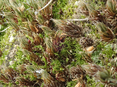 Polytrichum piliferum
