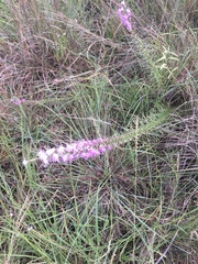 Liatris punctata mucronata