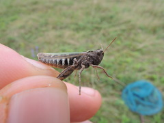 Omocestus haemorrhoidalis