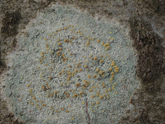 Lecanora symmicta