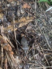 Acanthocephala declivis