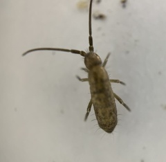 Orchesella villosa