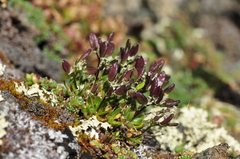 Draba fladnizensis