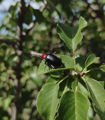 Cacoscelis nigripennis