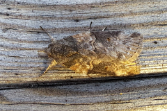 Nycteola