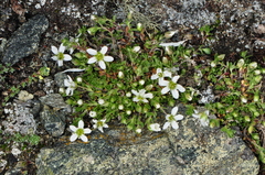 Arenaria ciliata