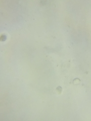 Melanoleuca davisiae image