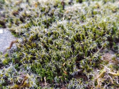 Grimmia muehlenbeckii