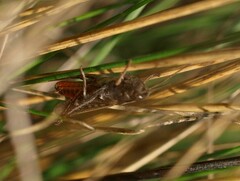 Omocestus haemorrhoidalis