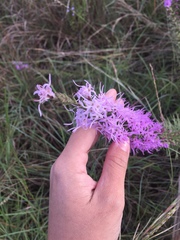 Liatris punctata mucronata
