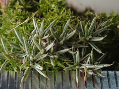 Polytrichum piliferum