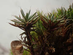 Polytrichum piliferum