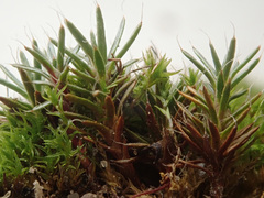 Polytrichum piliferum