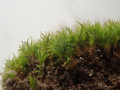 Dicranum montanum