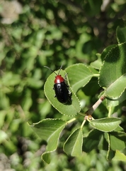 Cacoscelis nigripennis