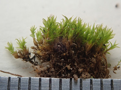 Dicranum montanum