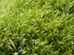 Dicranum montanum