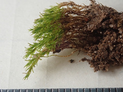 Dicranum montanum