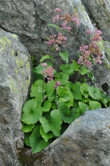 Adenostyles leucophylla