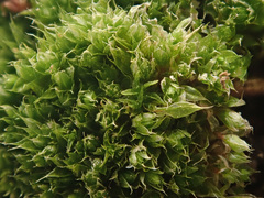 Ptychostomum imbricatulum