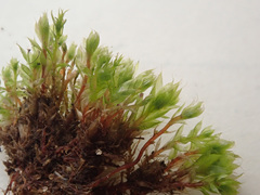 Ptychostomum imbricatulum