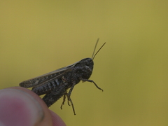 Omocestus haemorrhoidalis