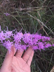 Liatris punctata mucronata