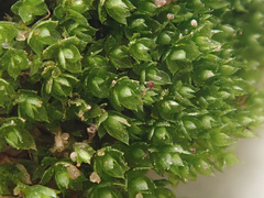 Ptychostomum imbricatulum
