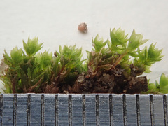 Ptychostomum imbricatulum