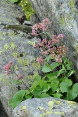 Adenostyles leucophylla