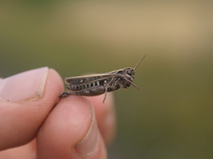 Omocestus haemorrhoidalis