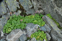 Adenostyles leucophylla