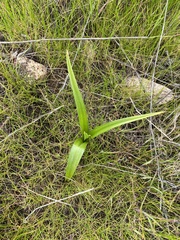 Toxicoscordion fremontii