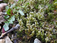 Racomitrium elongatum