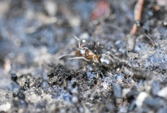 Lasius