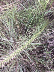 Liatris punctata mucronata