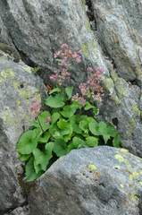 Adenostyles leucophylla