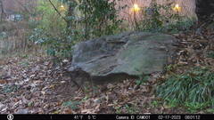 Sciurus carolinensis